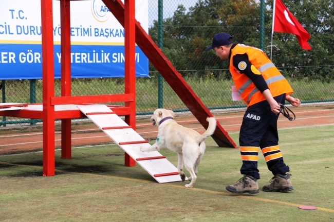 Afetlerde canlı insan arayacak köpekler zorlu sınava tabi tutuldu