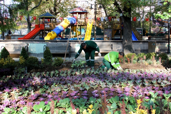 Ankara Kuğulu Park’ına 6 bin kış çiçeği dikildi