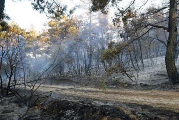Edirne’de ormanlık alandaki yangın söndürüldü