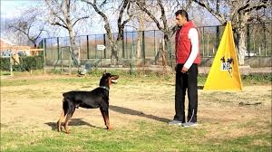 Köpek Eğitiminde En Seçkin Adres