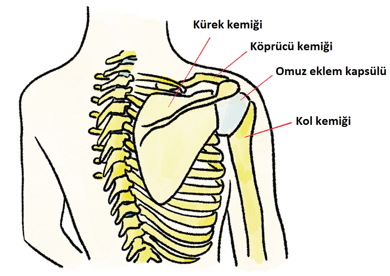 Köprücük kemiği ağrısı nedir?