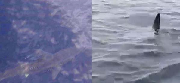 Marmaris'de köpek balığı paniği