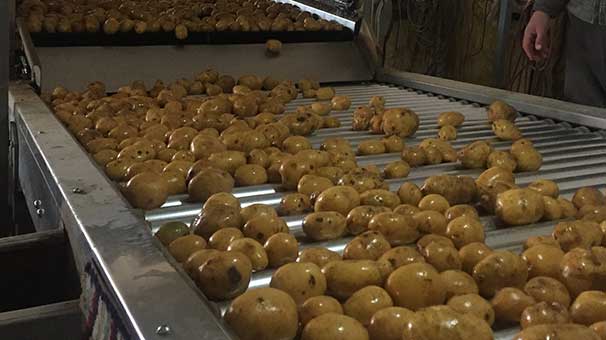 Patates üreticileri