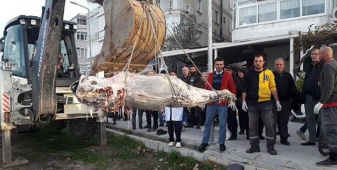 Yalova'da kıyıya vurdu 