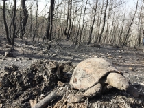 Osmaniye'deki yangında 5 hektar orman kül oldu