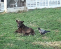 Karga ile köpeğin kavgası kamerada