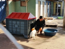 Ayvalık Belediyesi Köpek Bakım Çiftliği kışa hazırlanıyor