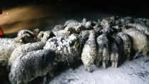 Kars'ta tipiye yakalanan 8 çobandan biri hayatını kaybetti