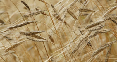 Buğdayda üretim hedefi tutmadı, 500 bin ton ithalat