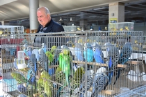 Kuşlar, Portekiz’e gidebilmek için yarıştı