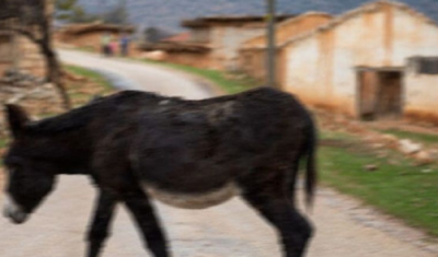 Komşusunun eşeğine tecavüz etti
