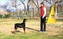 Köpek Eğitiminde En Seçkin Adres