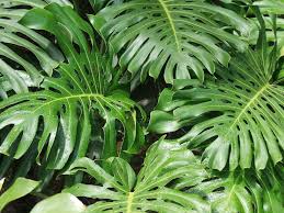 MONSTERA ÇİÇEĞİ