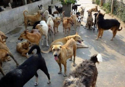 Sivas'ta sokak köpekleri zehirlendi